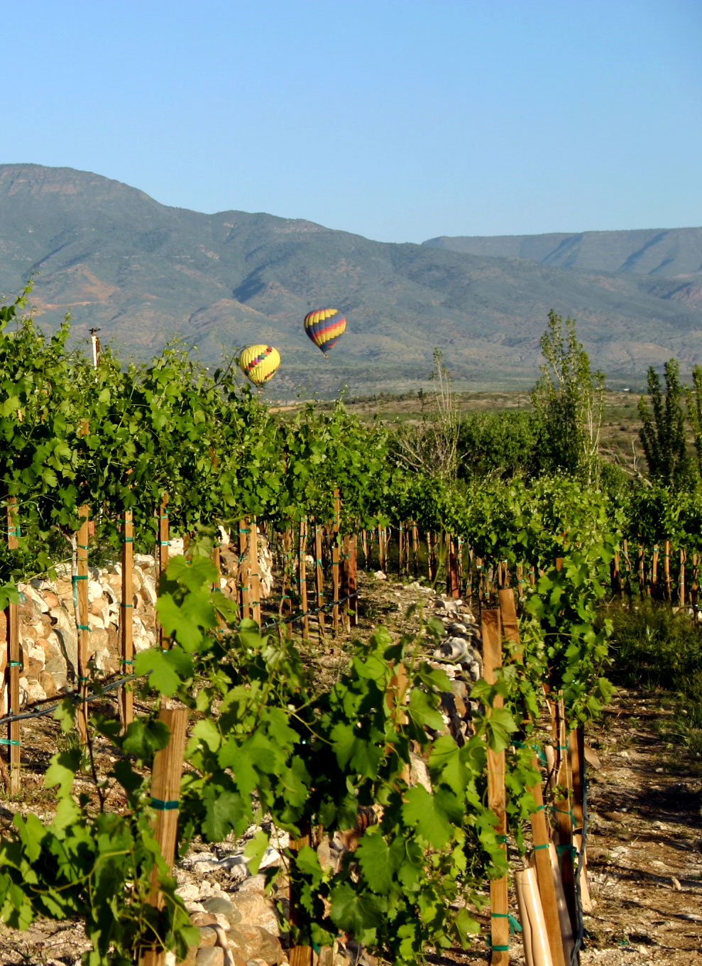 Vineyards with balloons